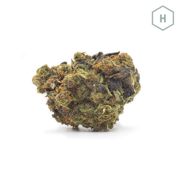 Purple Forum